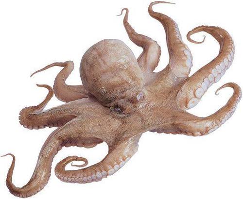 鱿鱼有几只脚你知道么?很多人都说是八个,快别闹笑话了