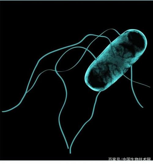 自然—微生物学》 由一种称为st313的耐药伤寒沙门氏菌引起的血流感染