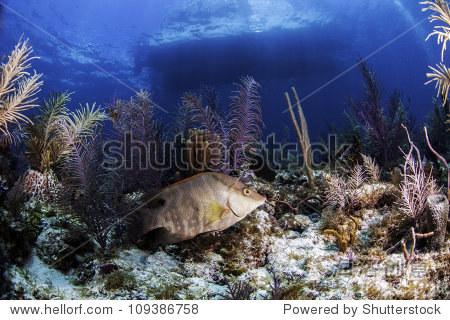 hogfish surrounded by colorful coral reef in the atlantic ocean