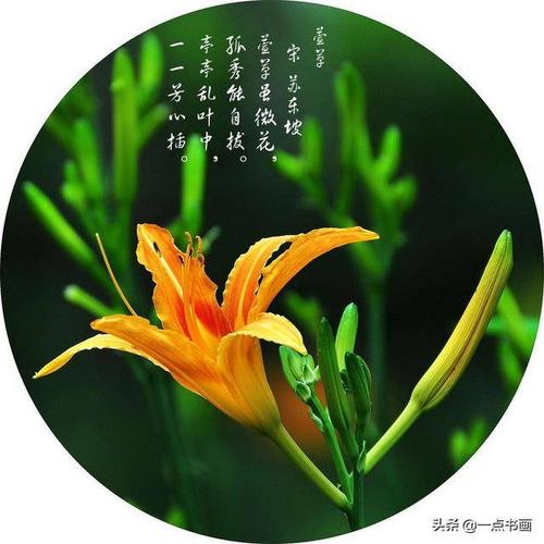 萱草的寓意解析和历代名作