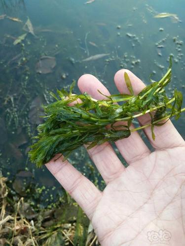 水草造景和种植 野采的水草.