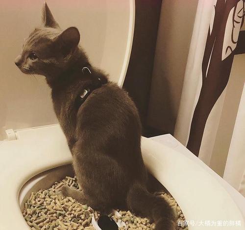 猫咪也能双腿走路,不是它无聊了,主要出于5个原因