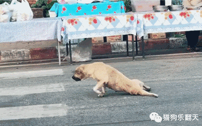 狗子装受伤想碰瓷,车一来马上起身,网友:狗生如戏,也