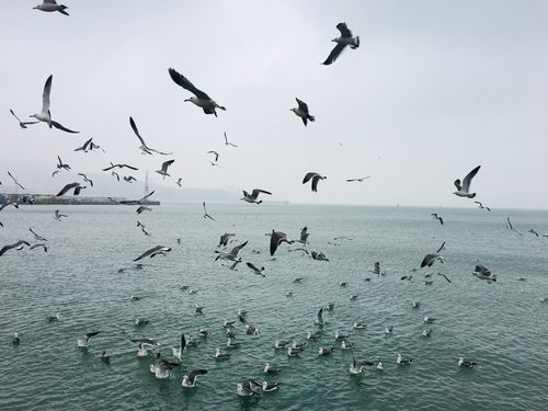海鸥飞翔幸福门