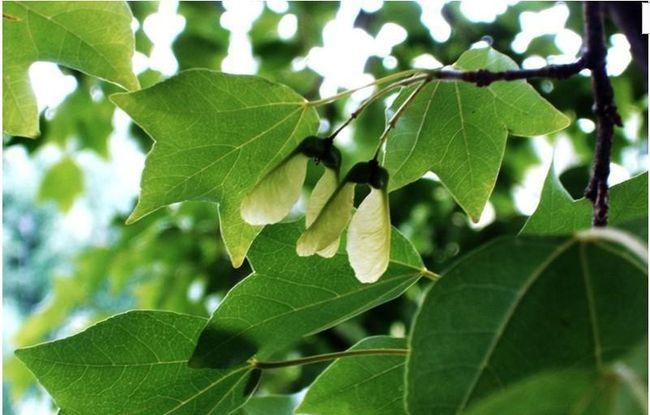 形状美且耐观赏      三角枫   茎叶药物价值高   它与常青藤   是