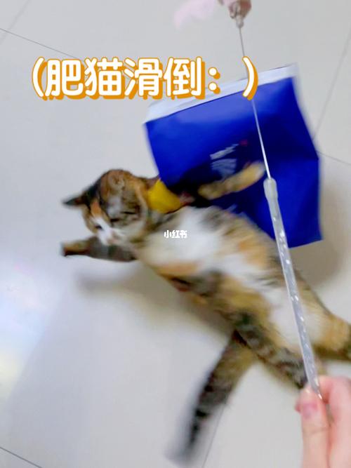 傻猫的社死瞬间_搞笑_宠物_大型社死现场_宠物_猫_晒猫