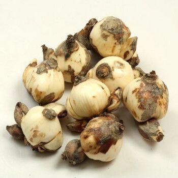 水培室内花卉 水仙花绿植 水培花卉盆栽植物 洋水仙花卉 水仙小球8个