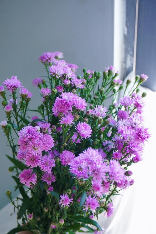 孔雀草,夏天里毛毛糙糙的野花