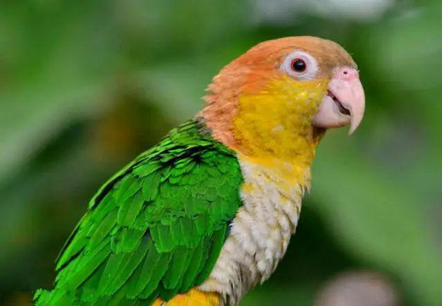 金头凯克鹦鹉不光好看,还会提醒主人,看完你也想养一只