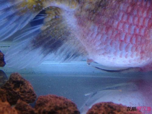 帮忙看一下我的罗汉是不是脱肛 - 罗汉鱼学堂 - 龙巅