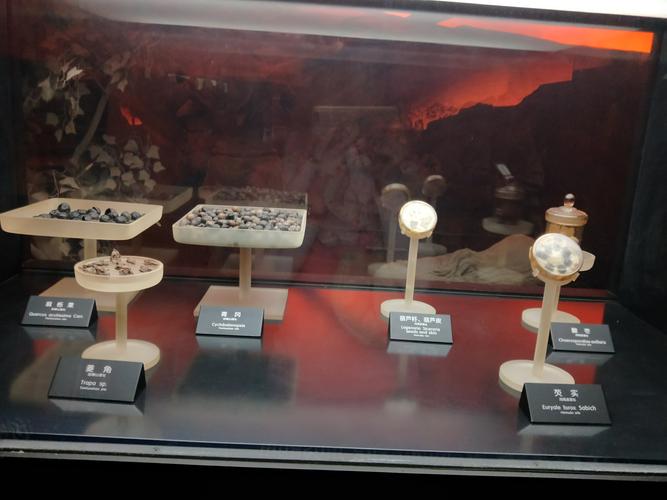 这些都是河姆渡人吃的食物.有菱角,酸枣,芡实