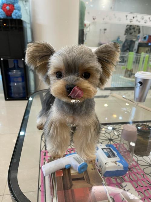 约克夏变身米老鼠_约克夏_整容_宠物_狗