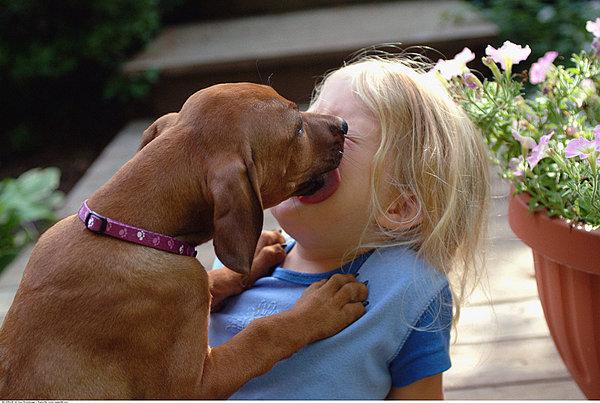 狗狗为什么喜欢舔人的脸