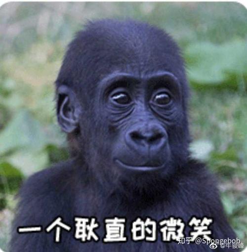 求几张大猩猩的表情包qvq?