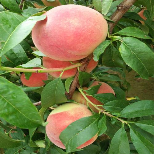 帅师香桃树苗价格 2公分帅师香桃树苗多少钱