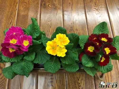 放在红酒木盒子里的报春花