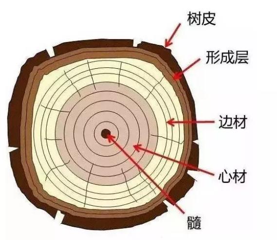 > 给家里定制家具板材 先得看得懂木材      横切面:与树干垂直的切面