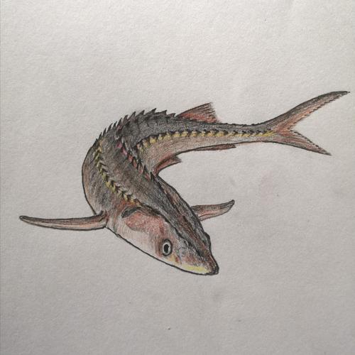 鲟鱼(鲟形目) 巨坝列江一道道, 返乡婚恋白辛劳.