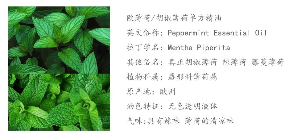 批发真正胡椒薄荷精油 piperita mentha 欧薄荷 辣薄荷单方精油