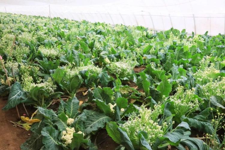 花菜,西兰花……傻傻分不清楚?来西青涨知识