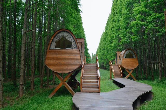 盐城,东台黄海国家森林公园,来这里跟森林共呼吸吧