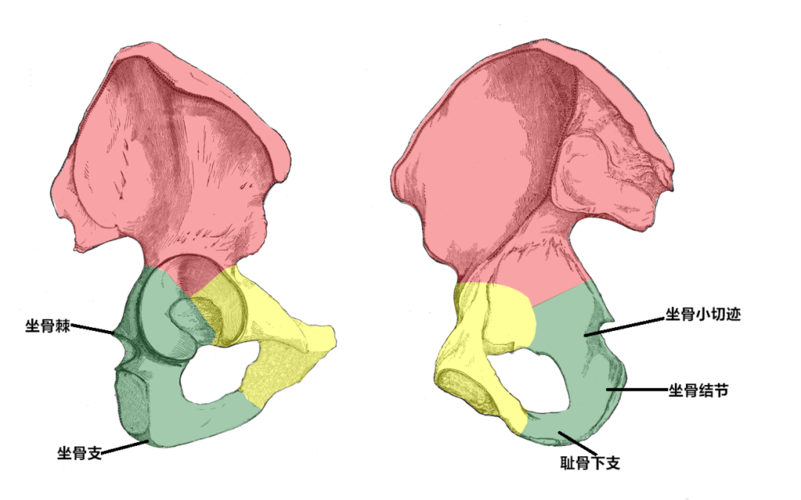 坐骨体与坐骨支移行处的后部是粗糙的隆起,为坐骨结节,是坐位时体重的