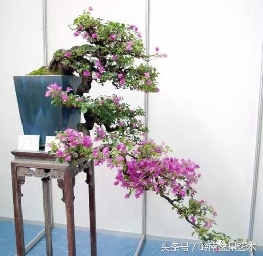 [转载]100件珍藏级宝巾(三角梅)盆景欣赏