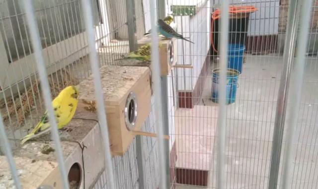 窝可以在一定程度上讲它们马上就要踩背和繁殖了,而牡丹鹦鹉却不能够