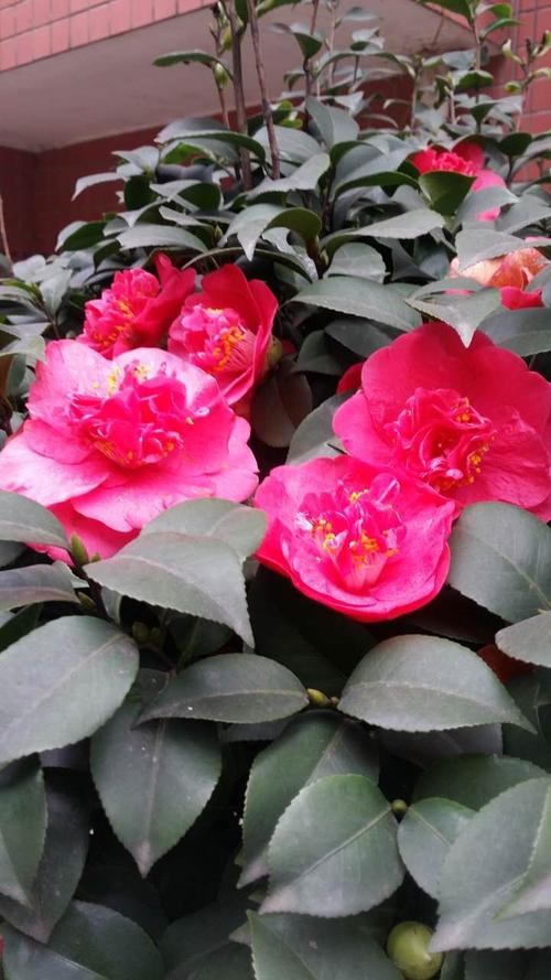 点绛唇.(茶花媚)