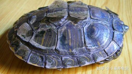 乌龟换壳和烂甲有何区别