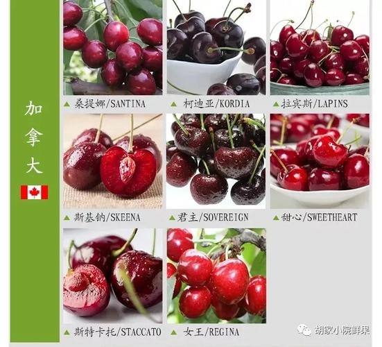 车厘子主要品种信息