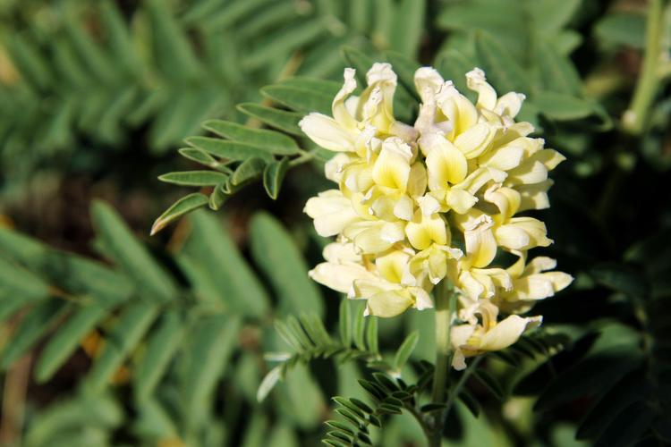 苦豆子种植效益怎么样呢