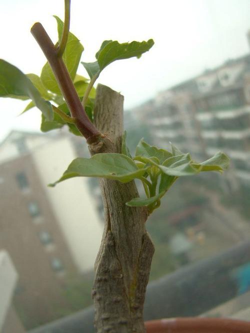 河州牡丹—三角梅嫁接办法(图解)