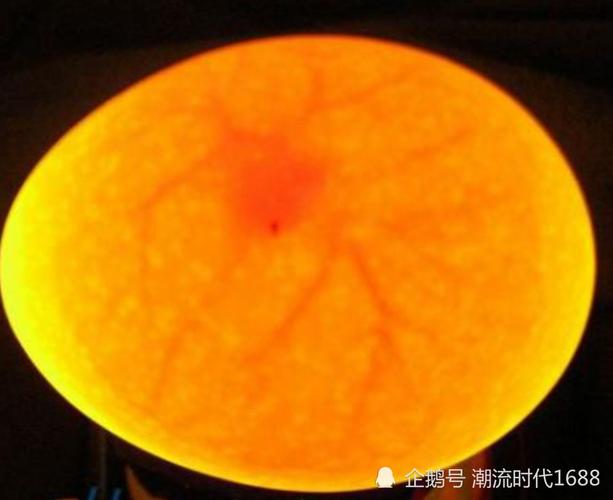 孵化,孵化器,小鸡,鸡蛋,种蛋