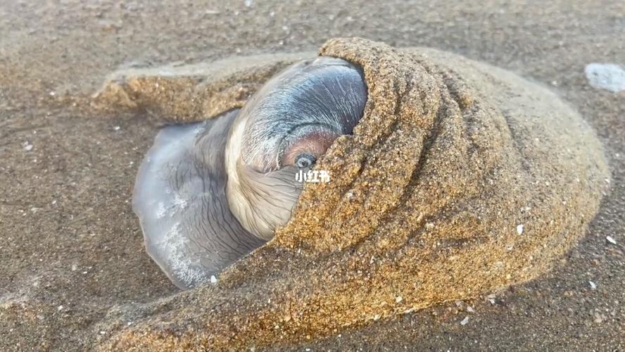退大潮后赶海沙滩上出现大号猫眼螺,一捏肥肥的大肉全