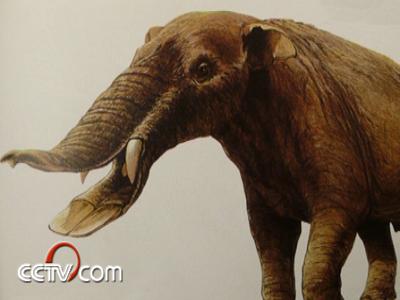 这种奇特的长相令人匪夷所思.铲齿象与我们今天见到的大象