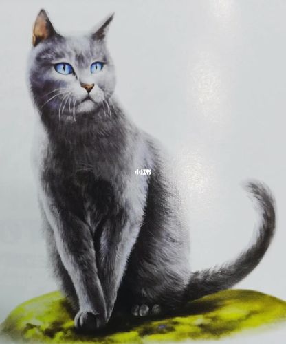 猫武士～_猫武士_宠物_猫_晒猫