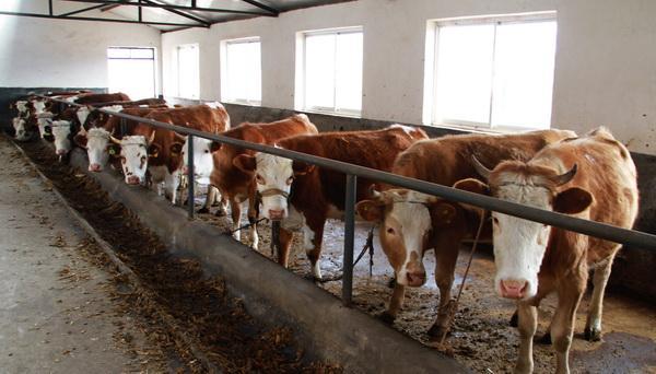 山东肉牛价格肉牛饲养技术山东肉牛养殖场-产品大全