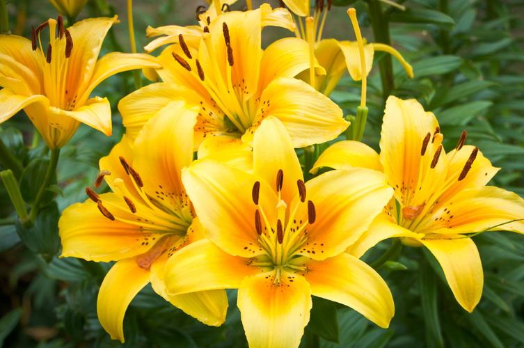yellow daylily cluster