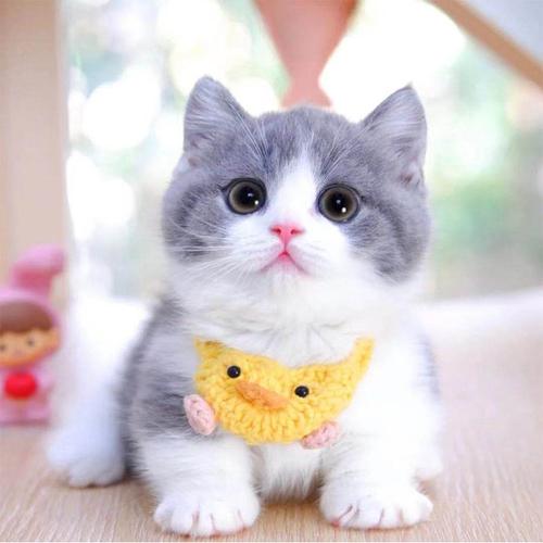 纯正曼基康矮脚短腿蓝白矮脚猫金渐银渐幼猫幼宠物训练