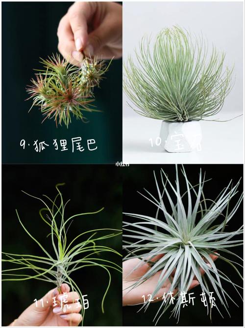 适合新手养的12个品种空气凤梨,懒人也可以_喷雾_绿植