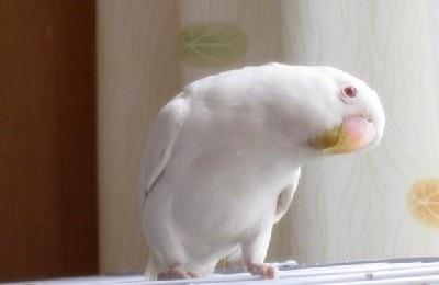 白色鹦鹉是啥品种白凤头鹦鹉国内能养吗