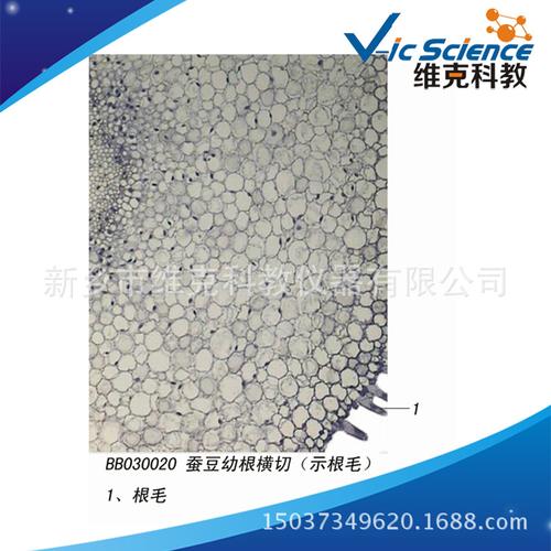 蚕豆幼根横切(示根毛) 植物类装片 根 生物切片标本 显微镜玻片