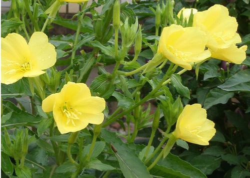 批发花卉种子夜来香种子可盆栽花草种子又名月见草种子美丽月见草