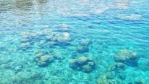 岛上非常干净维护的很好,上岛需要买票,海水清澈到透明,鱼儿和珊瑚都