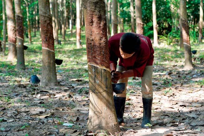 2020 年11 月15 日,割胶工在泰国庄他武里府的一座橡胶园内割胶