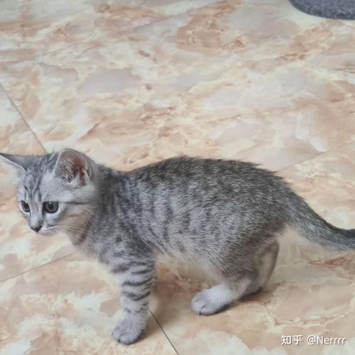 美短和狸花猫应该怎么辨认?