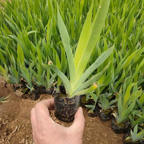 出售 鸢尾苗 青州鸢尾基地 紫蝴蝶