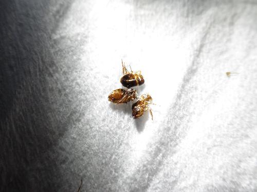 这是跳蚤吗?知道的说,不知道的可不要乱说