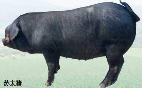 苏太母猪有什么特点?